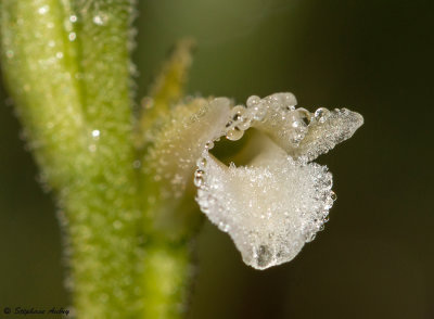 Spiranthes aestivalis