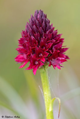 Gymnadenia rhellicani
