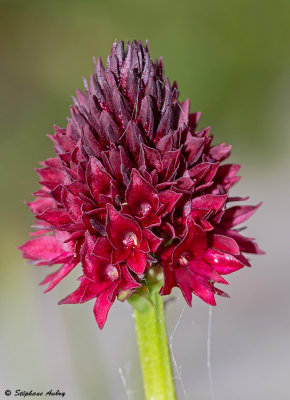 Gymnadenia rhellicani