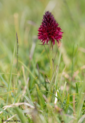 Gymnadenia rhellicani