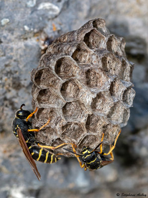 Polistes sp.