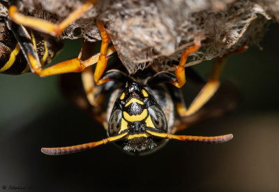 Polistes sp.