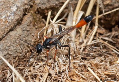 Ammophila heydeni