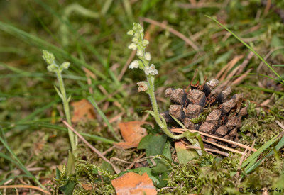 Goodyera repens