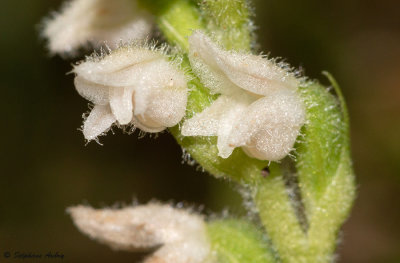 Goodyera repens