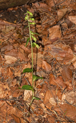Epipactis leptochila