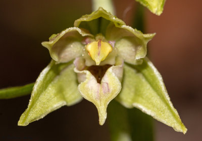 Epipactis leptochila