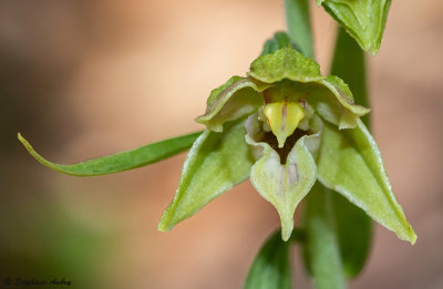 Epipactis leptochila