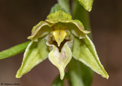 Epipactis leptochila