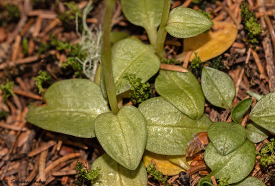 Goodyera repens