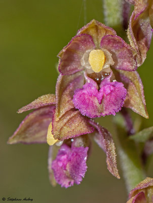 Epipactis atrorubens