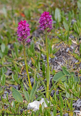 Gymnadenia odoratissima  G. rhellicani