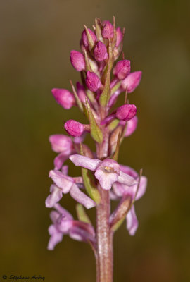 Gymnadenia odoratissima