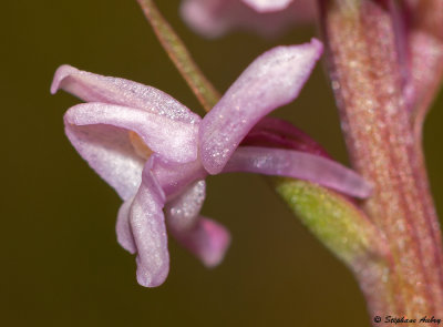 Gymnadenia odoratissima