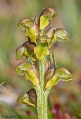 Chamorchis alpina