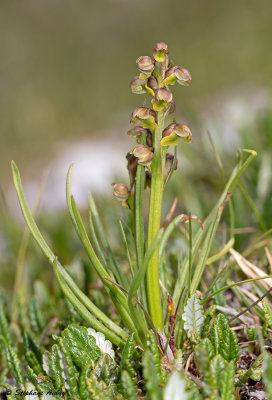 Chamorchis alpina