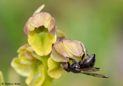 Chamorchis alpina