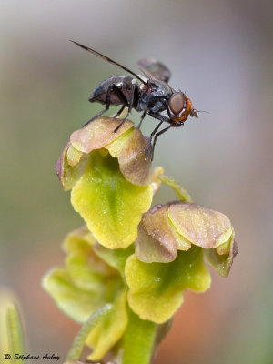 Chamorchis alpina