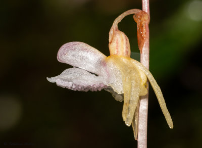 Epipogium aphyllum 