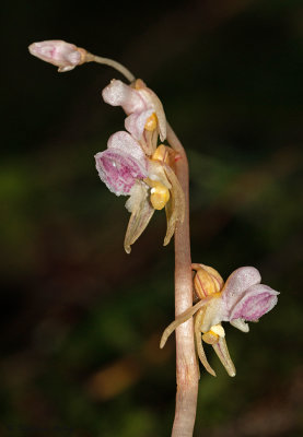 Epipogium aphyllum 