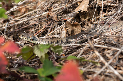 Couleuvre  collier, Natrix helvetica