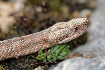 Vipère aspic, Vipera aspis aspis