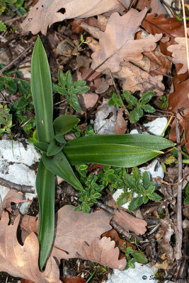 Anacamptis pyramidalis subsp. pyramidalis