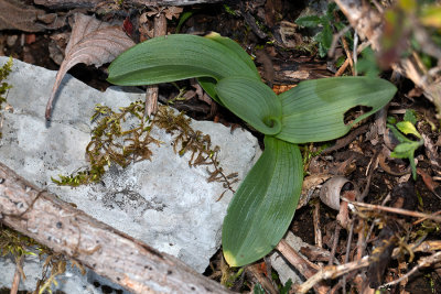 Ophrys fuciflora