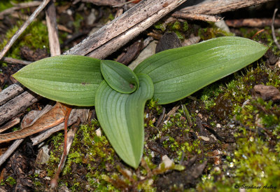 Ophrys fuciflora