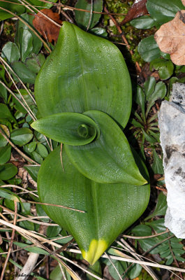 Himantoglossum hircinum