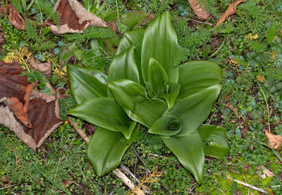 Himantoglossum hircinum