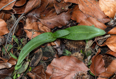 Ophrys apifera
