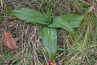 Himantoglossum hircinum