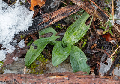 Ophrys fuciflora