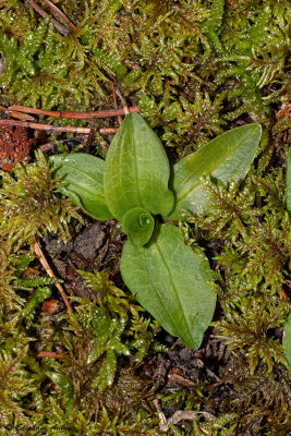 Goodyera repens