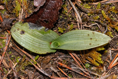 Ophrys apifera