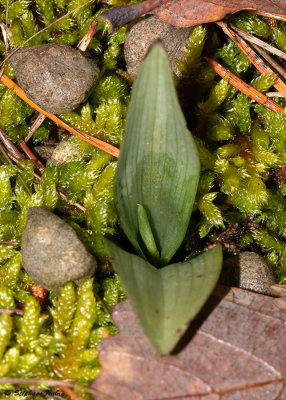 Ophrys insectifera