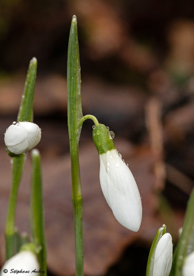 Galanthus nivalis