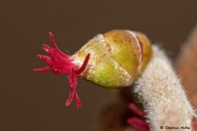 Corylus avellana