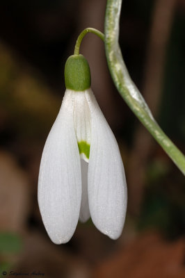 Galanthus nivalis