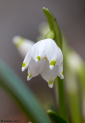 Leucojum vernum