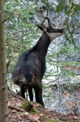 Chamois, Rupicapra rupicapra