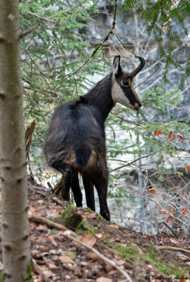 Chamois, Rupicapra rupicapra