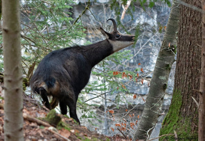 Chamois, Rupicapra rupicapra