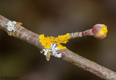 Cornus mas