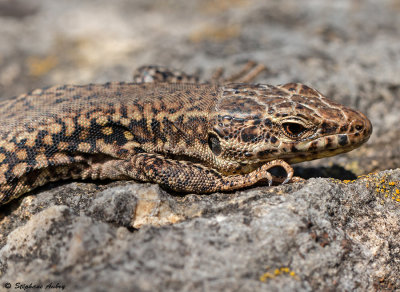 Lzard des murailles, Podarcis muralis brongniardii