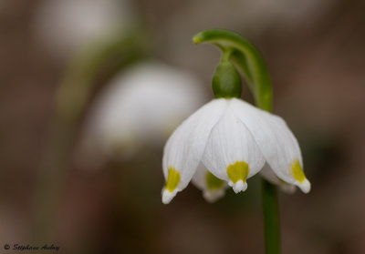 Leucojum vernum