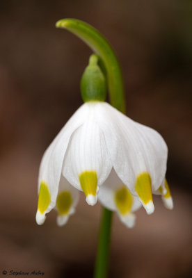 Leucojum vernum