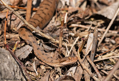 Vipère aspic, Vipera aspis aspis