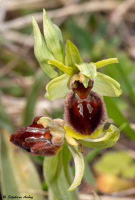 Ophrys sphegodes